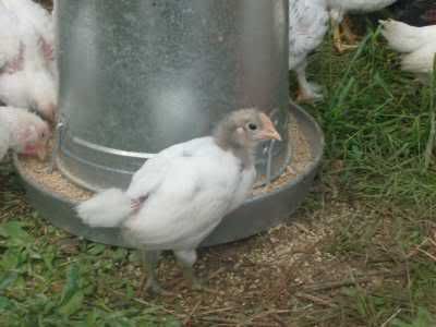 TwoWeekOldChicks_Spring2008_10.jpg