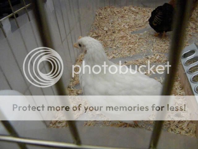 DSCN1554.jpg