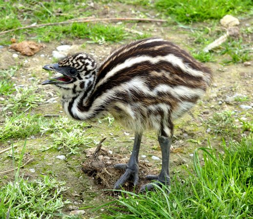 animalarium-at-borth.jpg