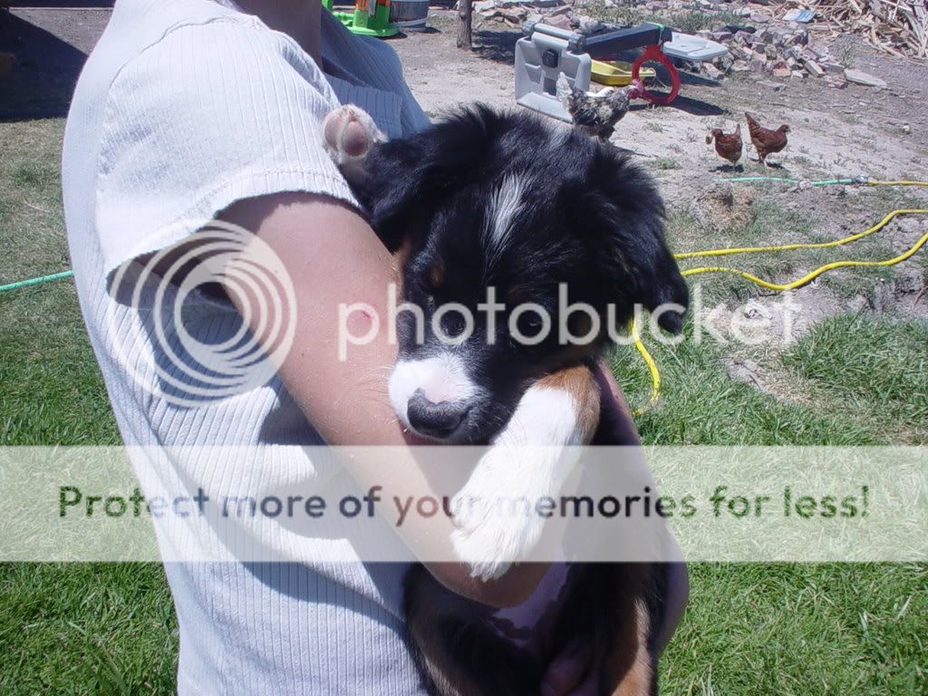 puppypics004.jpg