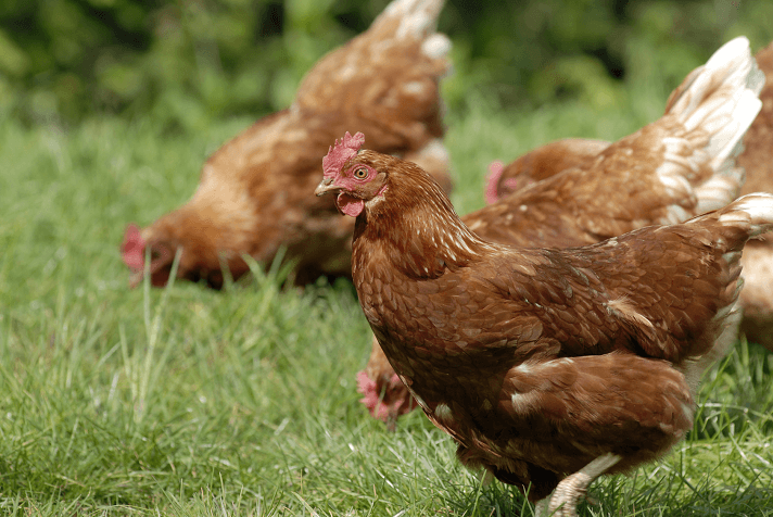 Chickens Roaming