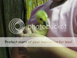 chicks029.jpg