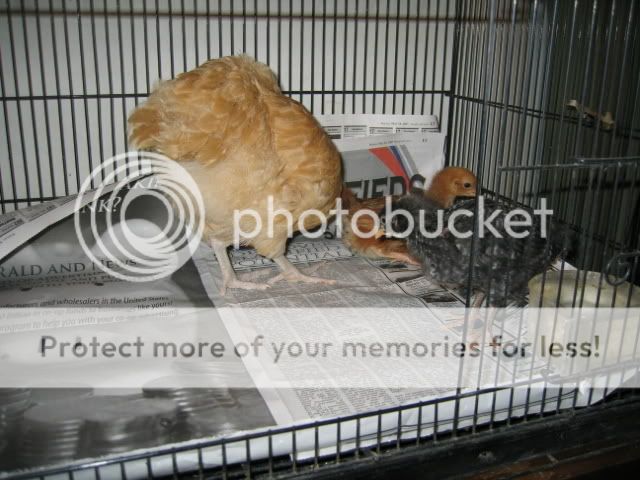 IMG_1323.jpg