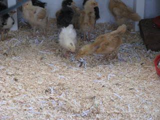 chicks032.jpg