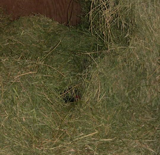 hiding1.jpg