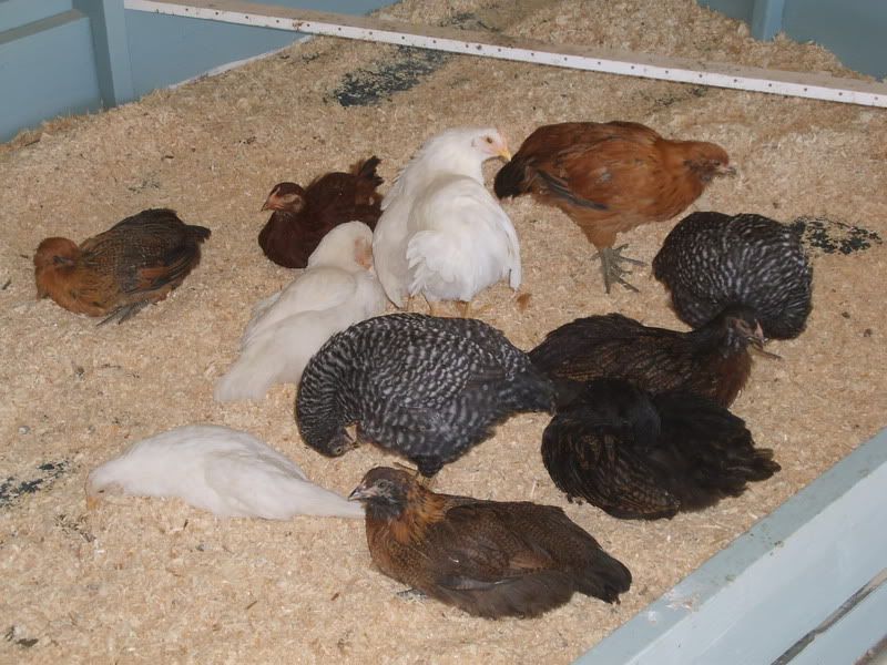 Chickens002.jpg