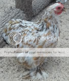 EasterBDChicks113.jpg
