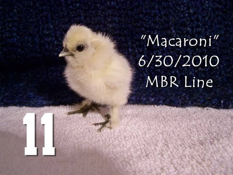 11Macaroni1.jpg