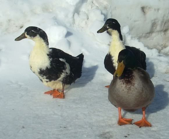 Ducks1.jpg