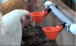 4EGCW_poultry_cup_waterer.jpg