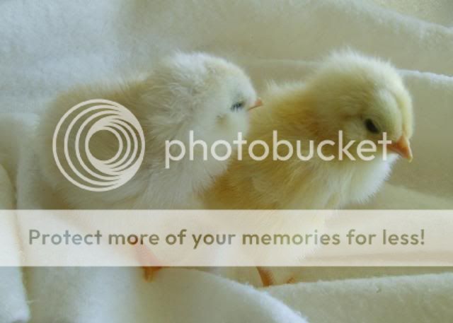 newchicks007.jpg