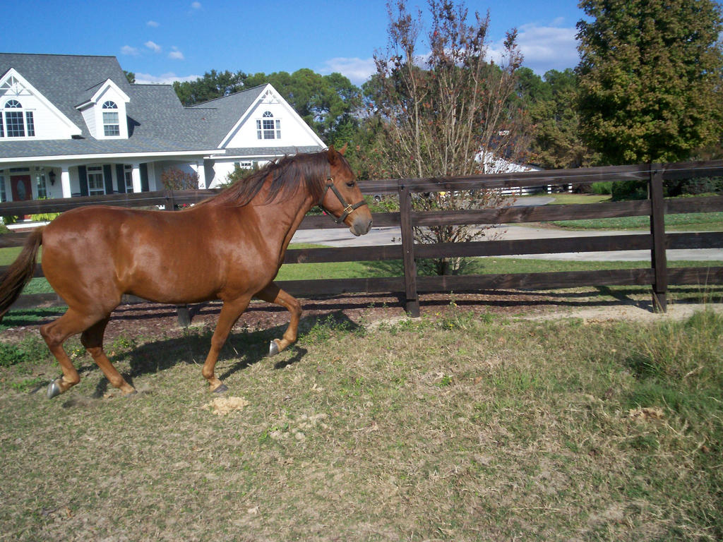 a_horse_by_fleabuskitty-d4h1vm5.jpg