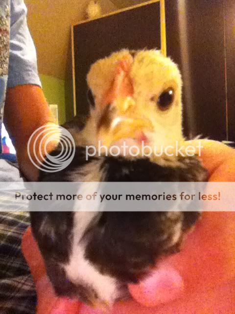 Iphone045-Copy.jpg