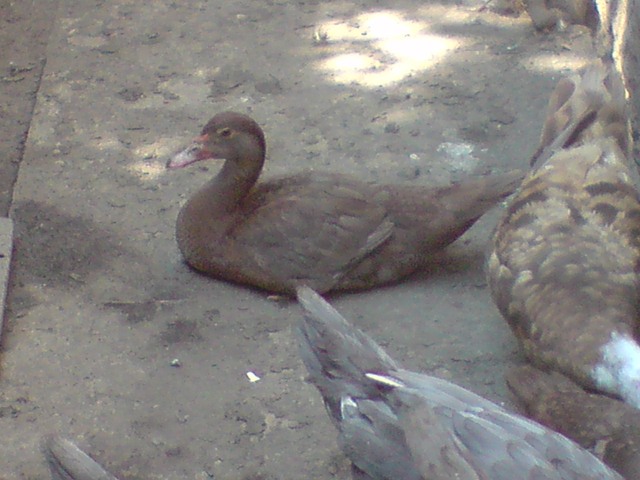BIG_0009240988.jpg