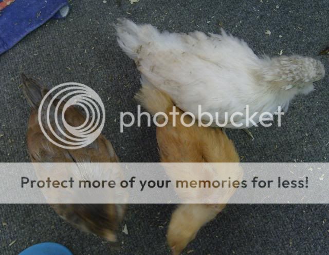 silkies008.jpg