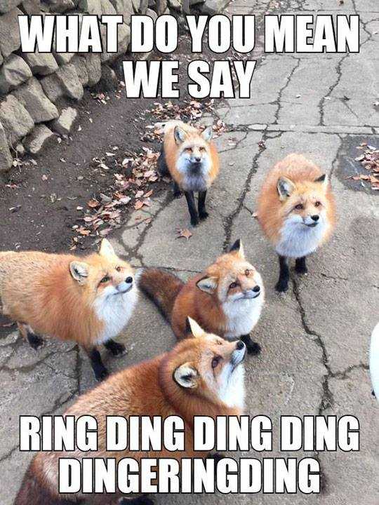 what-does-the-fox-say.jpg