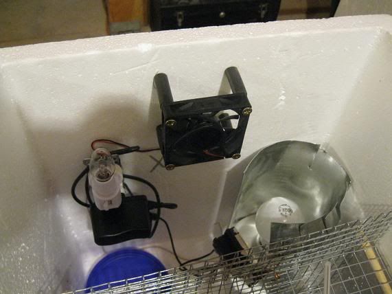 chick-box-fan.jpg