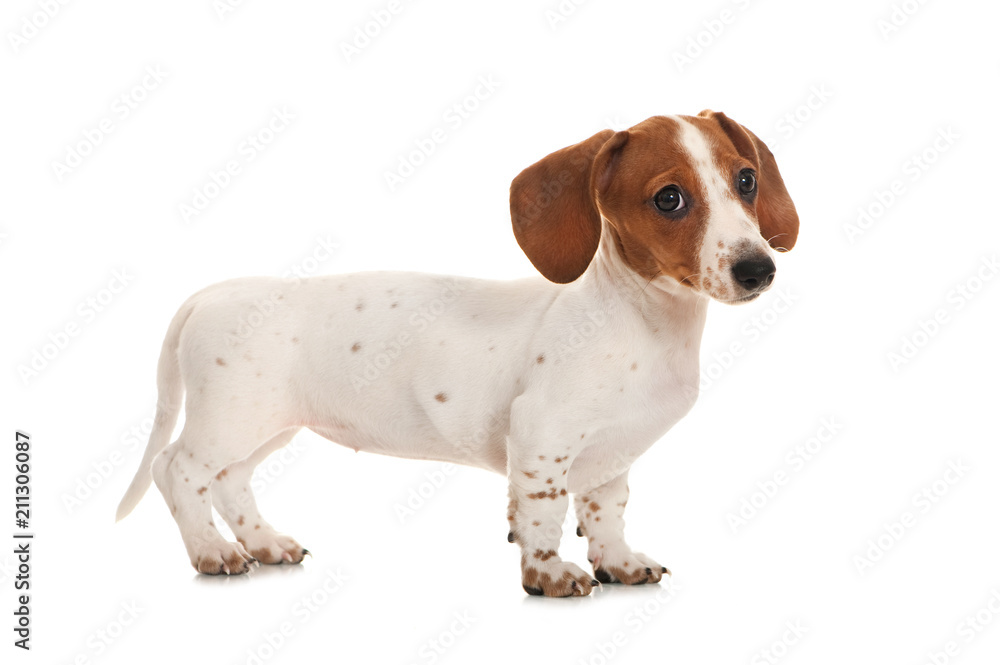 1000_F_211306087_IQJqo9u27BCf60DDA2jCxAiqYQzotpP2.jpg