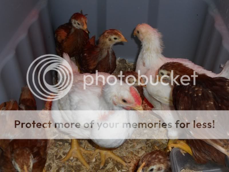 ChickensOlder2.jpg