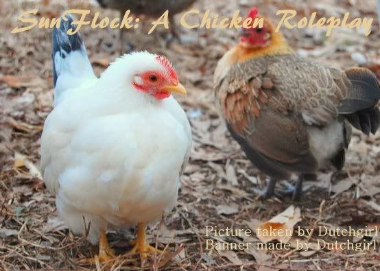sunflockbanner.jpg