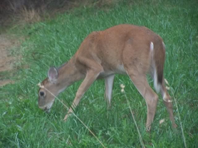 deer027.jpg