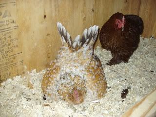 chickens219.jpg