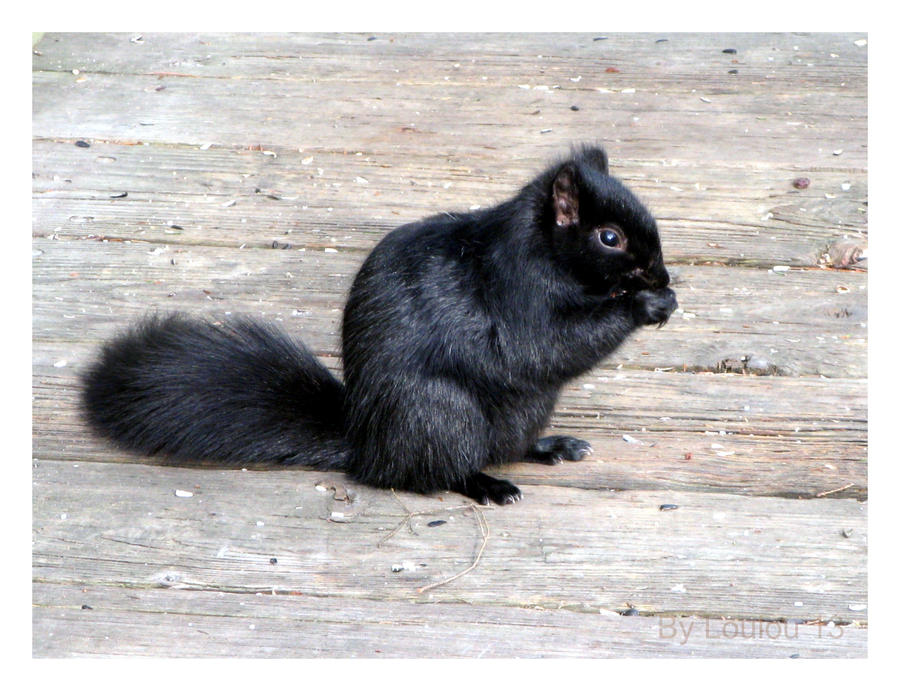 Cute_Rodent_by_Loulou13.jpg