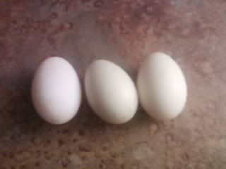 McmurryPekinpaireggs1.jpg