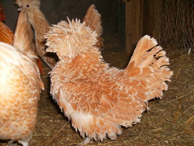 frizzle.jpg