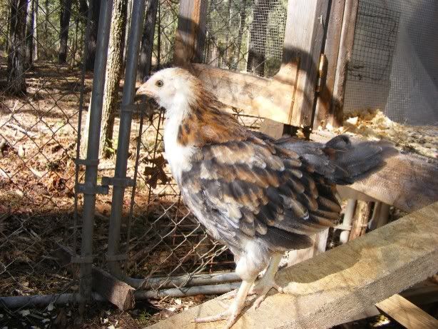 chicks110109006.jpg