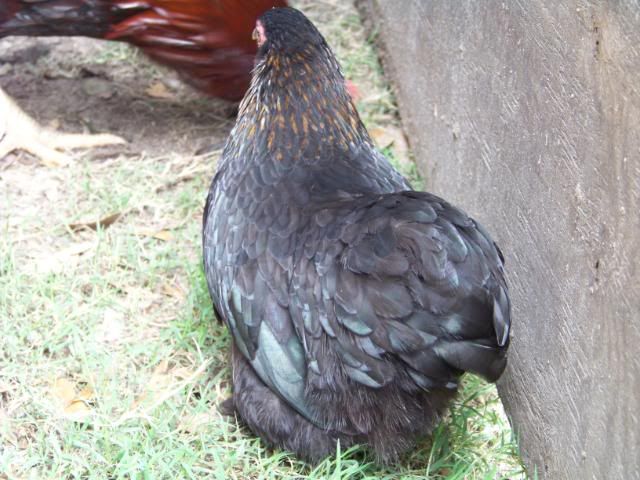 Bantamcochins009.jpg