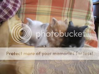 Rabbits023.jpg