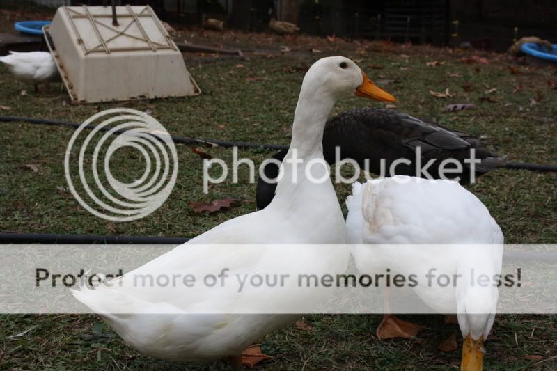 ducks013-2.jpg