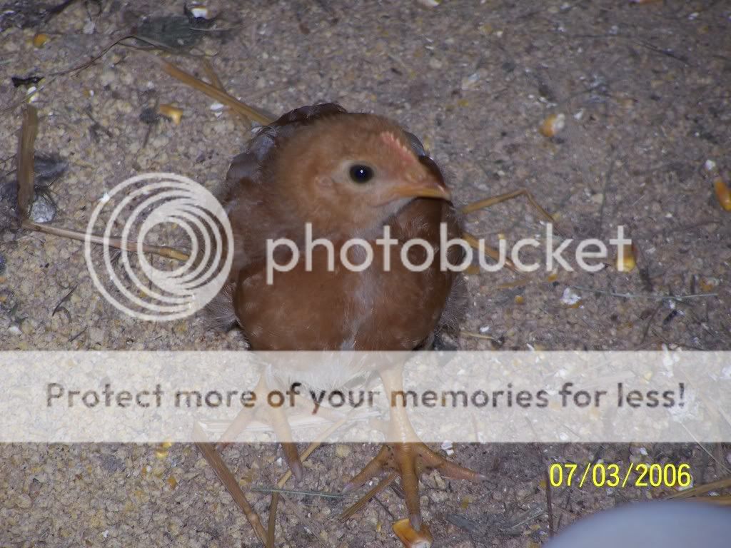 coleschickenpictures103.jpg