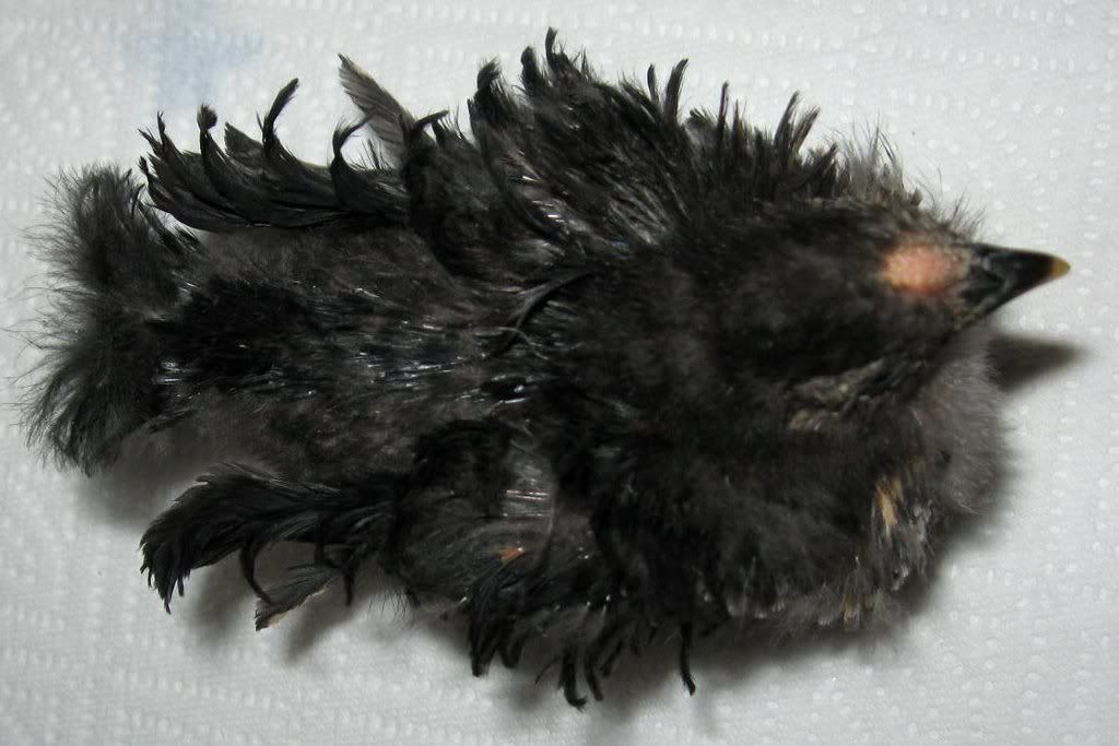 BlkSizzle3wks-2.jpg