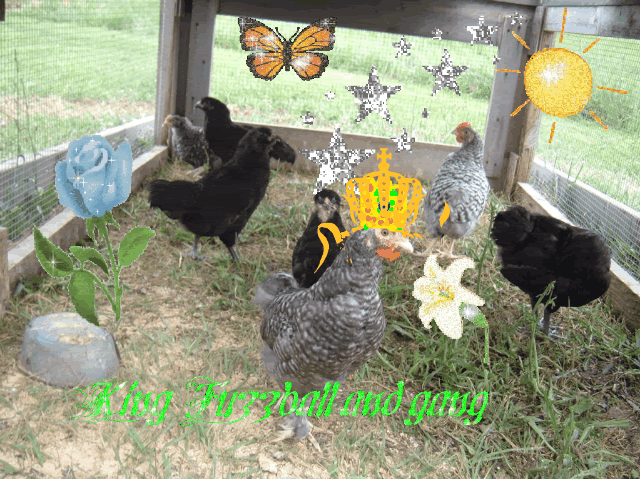 fromthefarm7-24-08013-1.gif