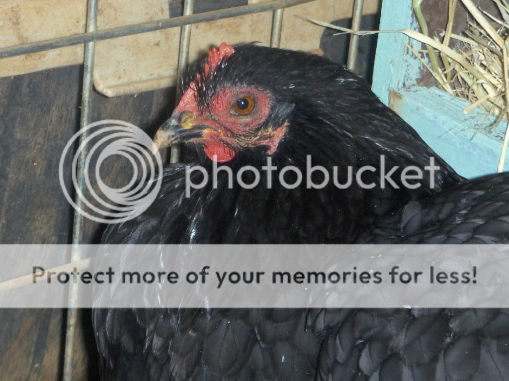 macrofarmcritters006.jpg