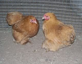 Red-RedGoldCochins005.jpg