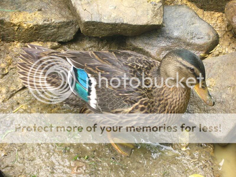 duck.jpg