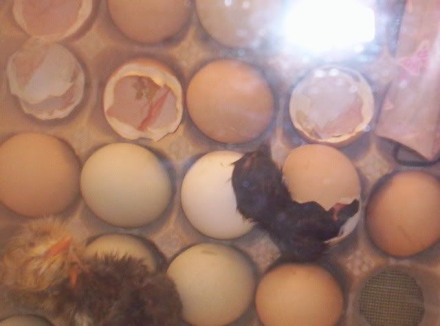 Babychicks012.jpg