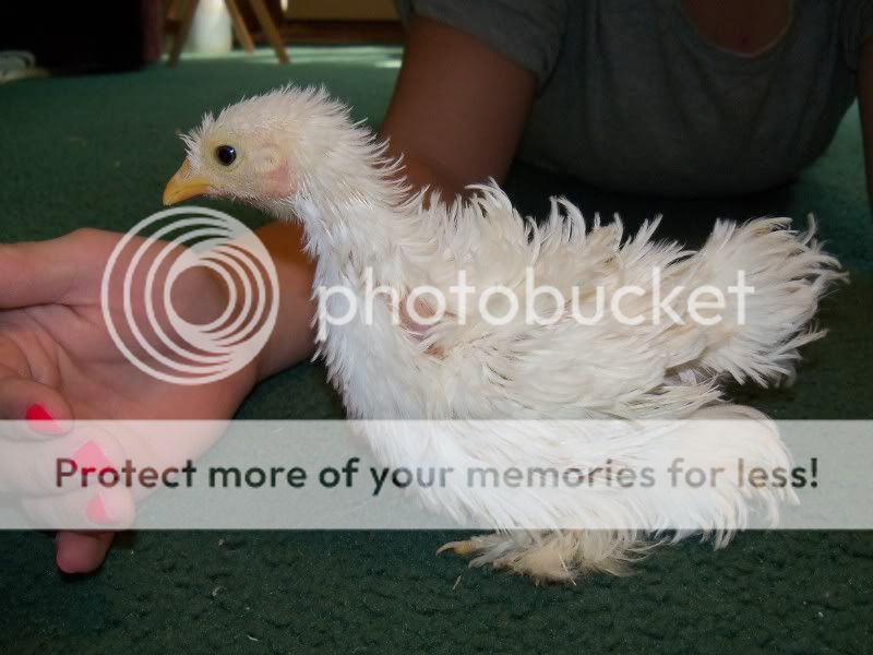 5weekchick022.jpg