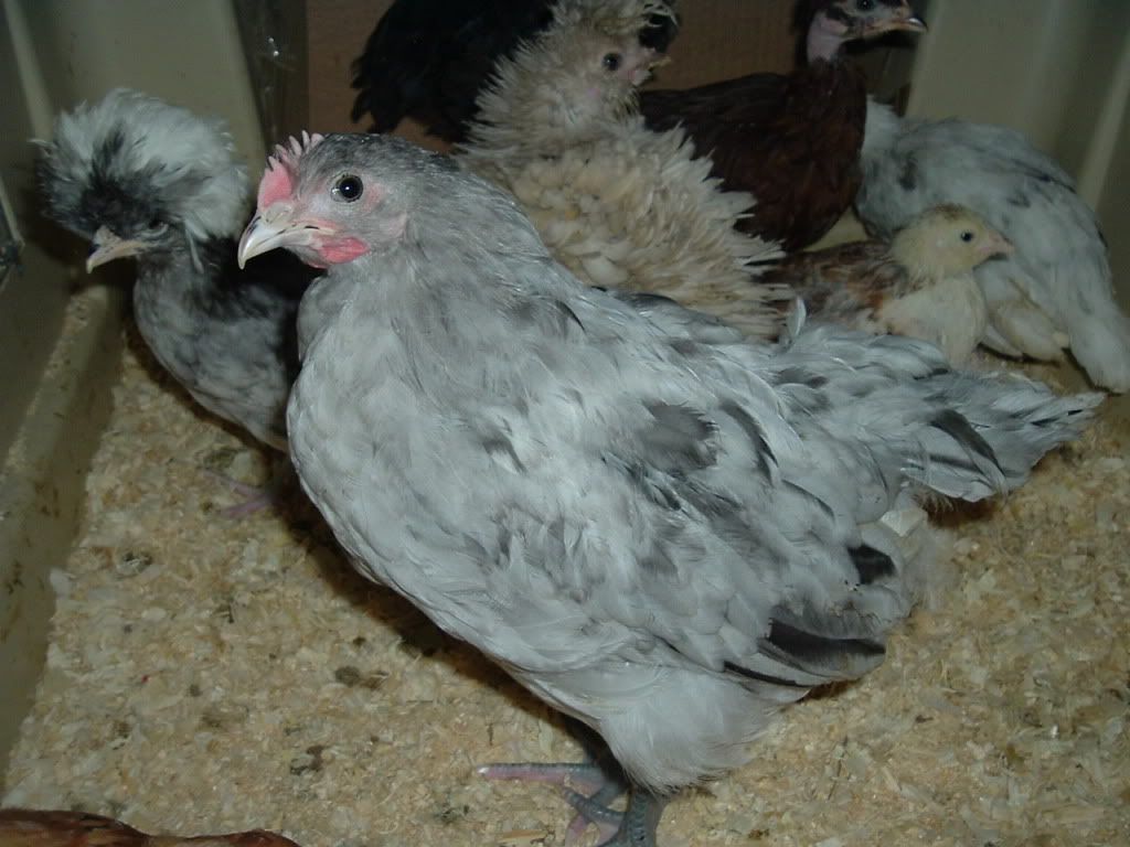 mychickens445.jpg