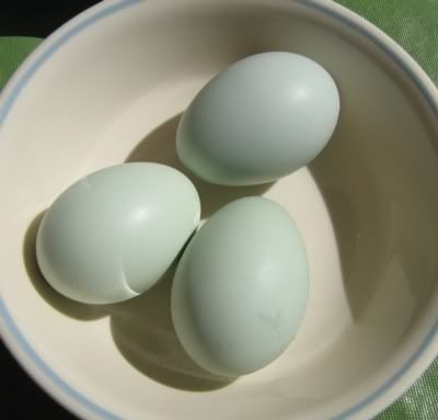 XPB_FirstBlueEggs_21-24Aug08.jpg