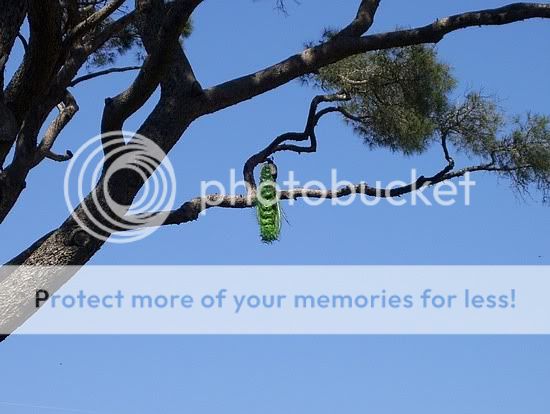 peacockonemergenttree.jpg