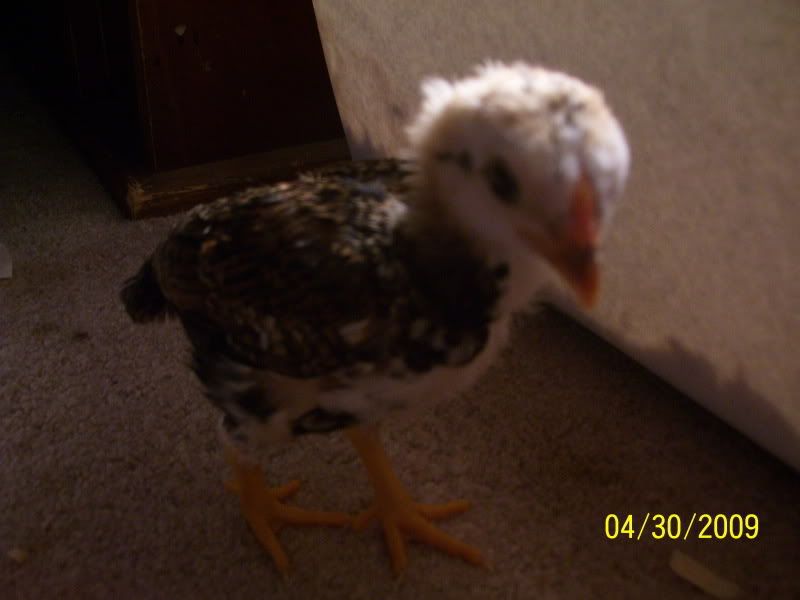 chickpics016.jpg