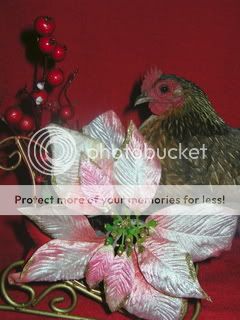 christmaschicks029.jpg