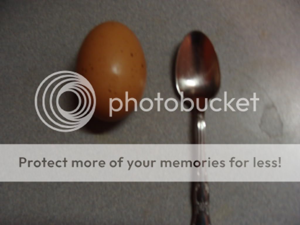 ChickPicks398.jpg