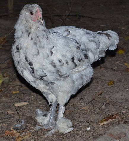 Frou-frou3montholdpose.jpg