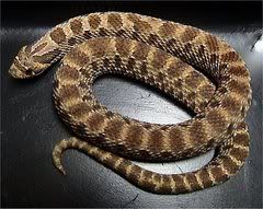 westernhognosesnake.jpg