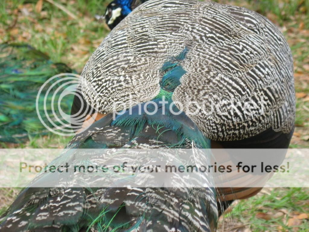 IMG_5043.jpg